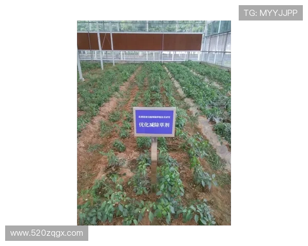 智能化助力足球赛事票务销售模式创新与观众体验提升研究